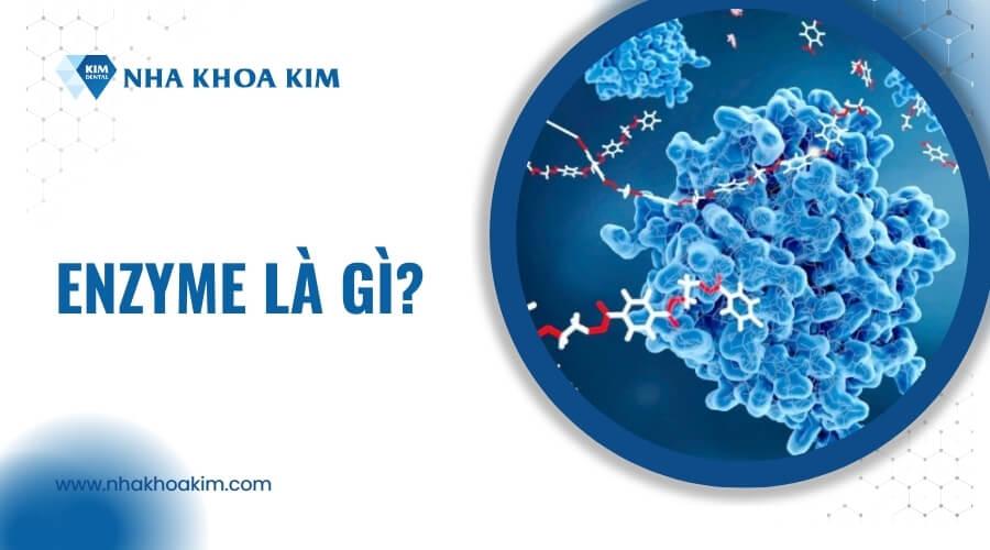 Enzyme là gì?