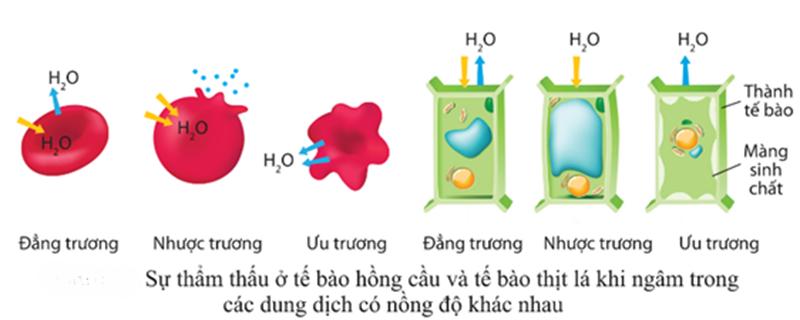 vi-du-tham-thau