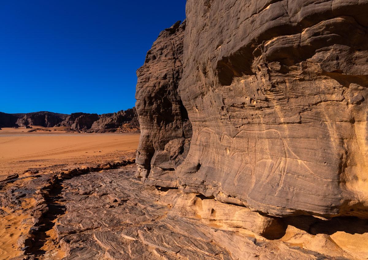 Rock carvings depicting cows in Algeria