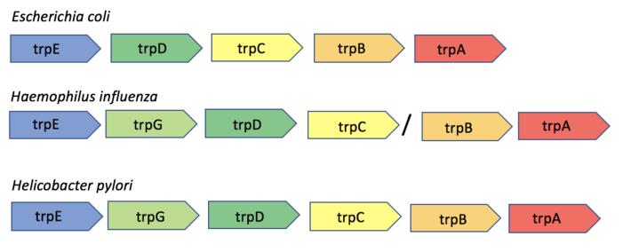 {displaystyle {ce {Indole-3-glycerol phosphate ->[{tryptophansynthase}] Indole}}}